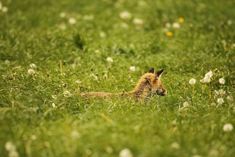Fox (Vulpes vulpes) looking for fawns (Capreolus capreolus) in tall grass with faded common