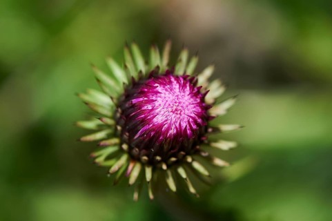 Alpine thistle (Carduus defloratus) blooming in the mountains at Hochalpenstrasse, Pinzgau,