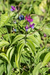 Spring vetch (Lathyrus vernus), Hainich, Thuringia, Germany, Europe