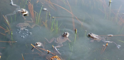 Common frog (Rana temporaria), amphibian of the year 2018, several animals swimming in a pond with