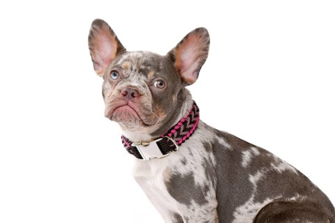 Merle French Bulldog dog wearing paracord collar on white background