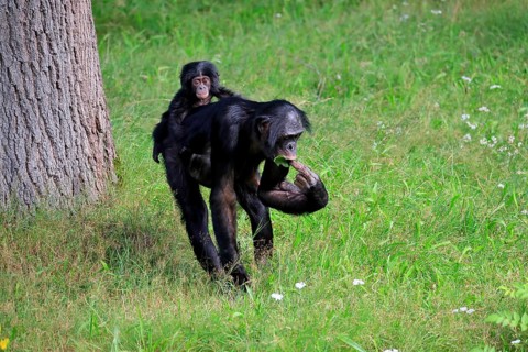Bonobo, bonobo (Pan Paniscus), female, adult, young animal, foraging, Great ape, Primate,