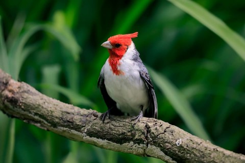 Red-crested cardinal (Paroaria coronata), adult, on tree, vigilant, captive, South America