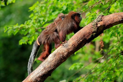Coppery titi (Plecturocebus cupreus), adult, female, young animal, on mother's back, on tree,