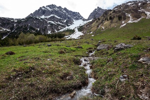 Shank through meadow, behind Widderstein and Kleiner Widderstein, Gemsteltal, Mittelberg,