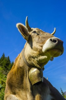 Single dairy cow, Allgaeu Brown cattle, alpine meadow, near Oberstdorf, Allgaeu, Bavaria, Germany,
