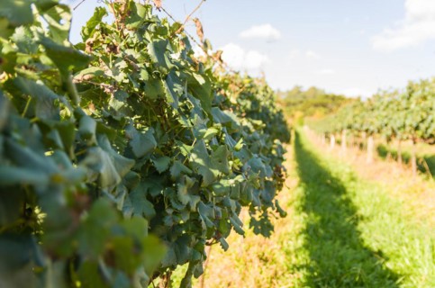 Vineyard of grapes in the Vale dos Vinhedos in Bento Goncalves, a gaucho wine