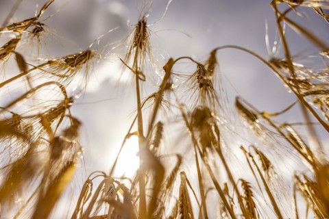 Golden, light-flooded barley field with breaking sunbeams and dramatic clouds in the sky from a