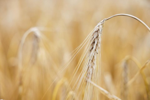 Macro shot of a single ear of barley in a cornfield against a golden background, Cologne, North