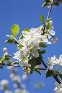 Close-up of white and pink Malus, 'Richelieu', Apple tree blossoms against a blue sky background in