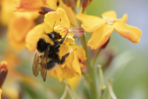 Buff tailed bumble bee (Bombus terrestris) adult feeding on a Wallflower flower, England, United