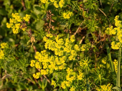 Cypress Spurge (Euphorbia cyparissias), Leoben, Styria, Austria, Europe