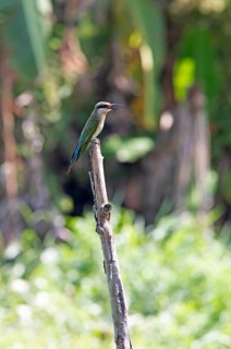 Blue-tailed bee-eater (Merops philippinus) sitting on a pole, Backwaters, Kumarakom, Kerala, India,