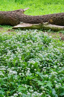 Wild garlic blossom (Allium ursinum) in the Leipzig riparian forest in spring, Leipzig, Saxony,