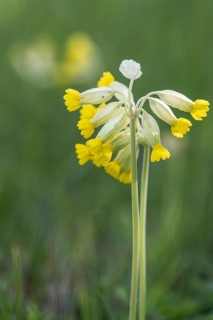 Common cowslip (Primula veris), Thuringia, Germany, Europe