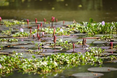 Nymphaea pubescens or hairy water lily or pink water lily, Backwaters, Kerala, India, Asia