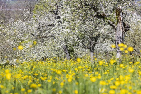 Flowering fruit trees in the orchards of the Swabian Alb, flowering apple tree, Weilheim an der