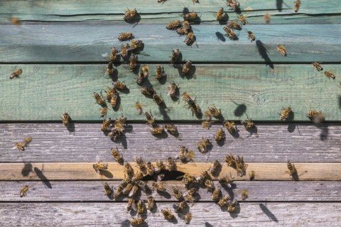Beehive with flying bees, spring in the Swabian Alb, Weilheim an der Teck, Baden-Wuerttemberg,