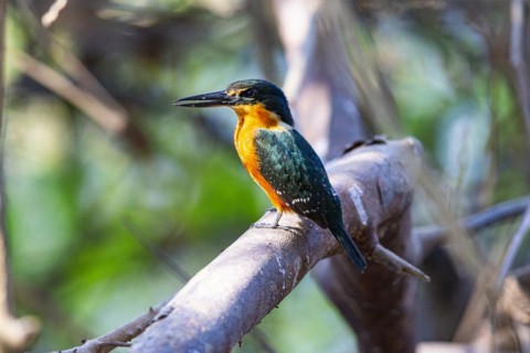 Two-coloured Kingfisher (Chloroceryle india) Pantanal Brazil