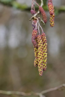 Black Alder (Alnus glutinosa), Black Alder, male flowers and female flowers on a twig, Wilnsdorf,