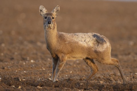 Chinese water deer (Hydropotes inermis) adult animal standing in a ploughed farmland field,