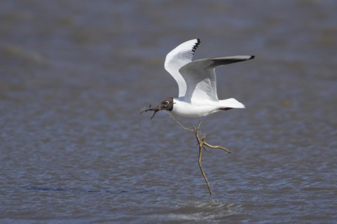 Black headed gull (Chroicocephalus ridibundus) adult bird in flight carrying nesting material in