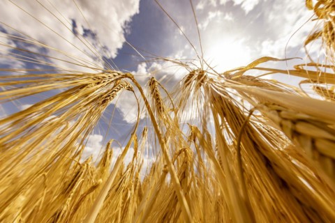 Barley ears backlit by the sun with a blue sky and clouds in the background, Cologne, North