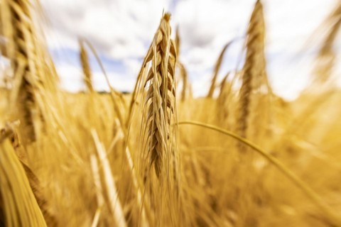 Detailed view of ripe barley ears on a cornfield, Cologne, North Rhine-Westphalia, Germany, Europe