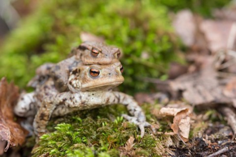 Two mating Common toads (Bufo Bufo), male, female animal, pair on moss on migration to spawning