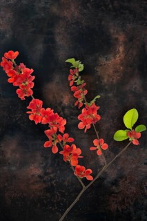 Flowering Japanese quince branch (Chaenomeles japonica) on a dark background, Bavaria, Germany,