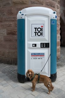 Cocker Spaniel waiting for his master, in front of a Dixi toilet, Bavaria, Germany, Europe