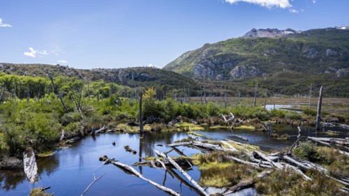 Wetland flooded by beavers, Routa Y-85, Timaukel, Tierra del Fuego, Magallanes and Chilean