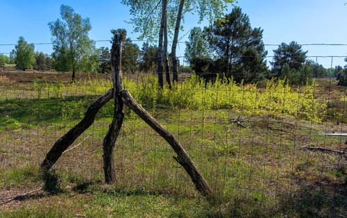 Schoenower Heide nature reserve, Schoenow, Brandenburg, Germany, Europe