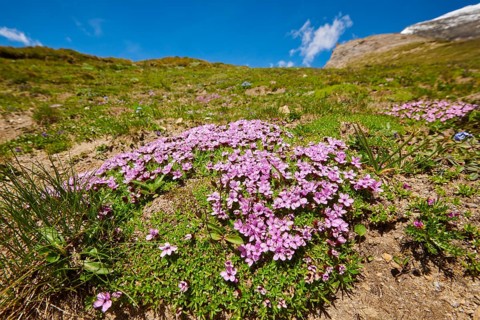 Moss campion (Silene acaulis) blooming in the mountains at Hochalpenstrasse, Pinzgau, Salzburg,