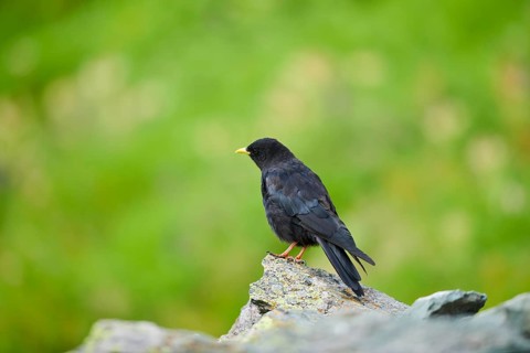 Yellow-billed chough (Pyrrhocorax graculus) sitting on a rock in the mountains at Hochalpenstrasse,