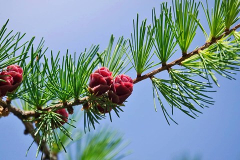 American Larch, spring, Germany, Europe