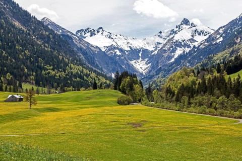 Landscape with yellow flowering meadow and tree, Kratzer and Trettachspitze in the background,