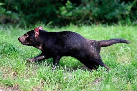 Tasmanian devil (Sarcophilus harrisii), adult, vigilant, running, captive, Tasmania, Australia,