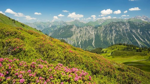 Alpine rose blossom, panorama from Fellhorn, behind it the Allgaeu Alps, Allgaeu, Bavaria, Germany,