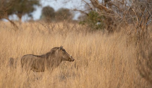 Common warthog (Phacochoerus africanus) in high dry grass, Kruger National Park, South Africa,