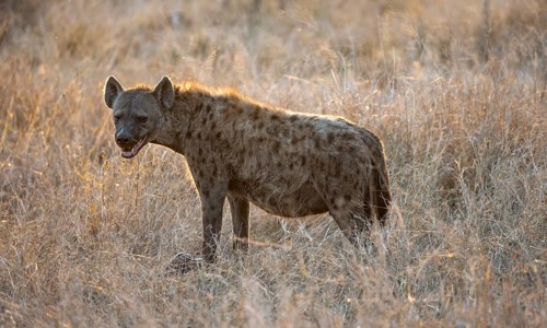 Spotted hyenas (Crocuta crocuta), adult female animal standing in high grass in the evening light,