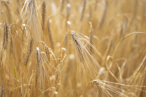 Detailed view of ripe barley ears on a cornfield, Cologne, North Rhine-Westphalia, Germany, Europe