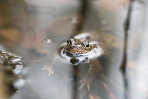 Common frog (Rana temporaria) swimming in a shallow bank area of a pond, amphibian of the year