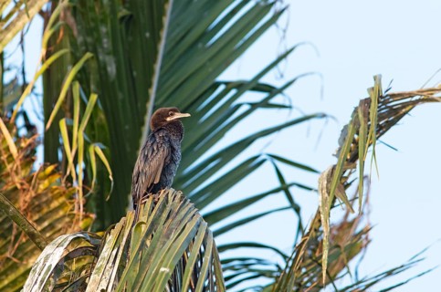 Great Cormorant (Phalacrocorax carbo) on a Palm tree, Backwaters, Kumarakom, Kerala, India, Asia