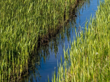 Grasses at a ditch at the natural beach Hilgenriedersiel at the North Sea coast in East Frisia,