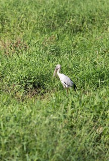 Asian openbill (Anastomus oscitans) in the grass, Backwaters, Kumarakom, Kerala, India, Asia