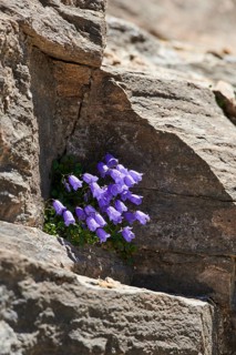 Earleaf bellflower (Campanula cochleariifolia) blooming in the mountains at Hochalpenstrasse,