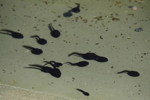 Tadpoles in a pond, April, Germany, Europe