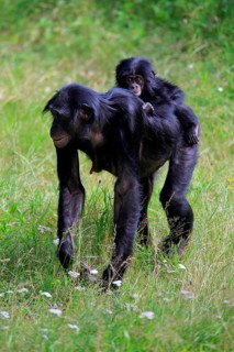 Bonobo, bonobo (Pan Paniscus), female, adult, young animal, foraging, Great ape, Primate,