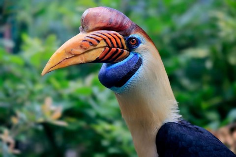 Knobbed Hornbill, (Rhyticeros cassidix), adult, portrait, captive